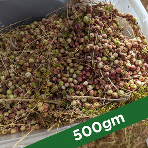 
                  
                    Load image into Gallery viewer, ORDER 500gm NATIVE MUNTRIE BERRIES - Saltbush Kitchen
                  
                