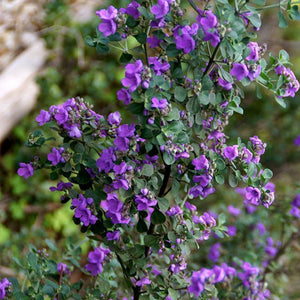 
                  
                    Load image into Gallery viewer, Native Thyme Spice Pack - Saltbush Kitchen
                  
                